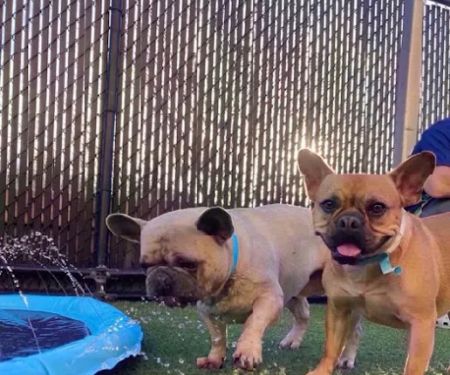 VCA Premier Animal Hospital and Pet Resort