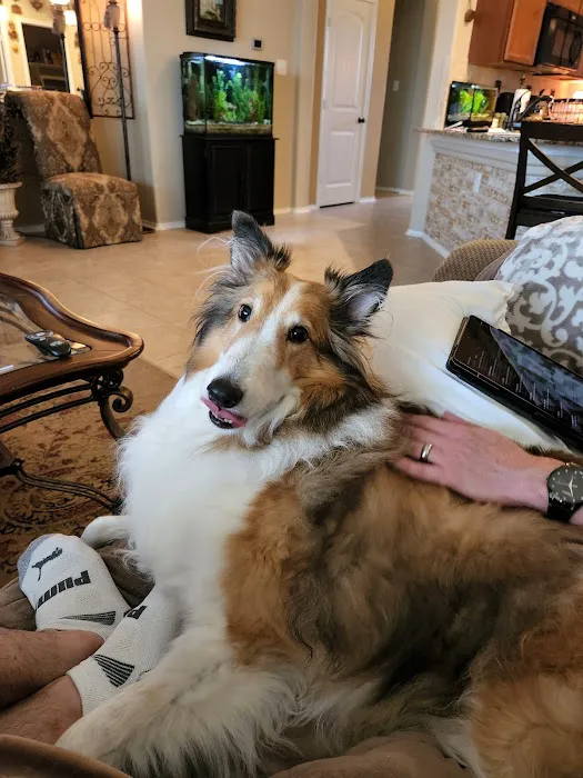 VCA Premier Animal Hospital and Pet Resort Picture 8