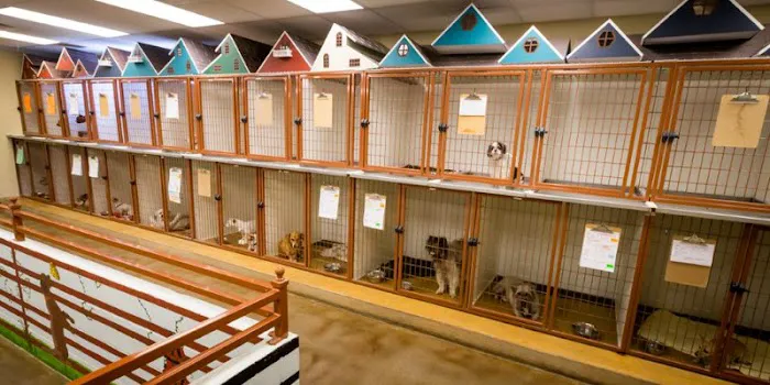VCA Premier Animal Hospital and Pet Resort Picture 10