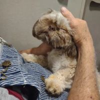 Highland Lakes Veterinary Clinic ico
