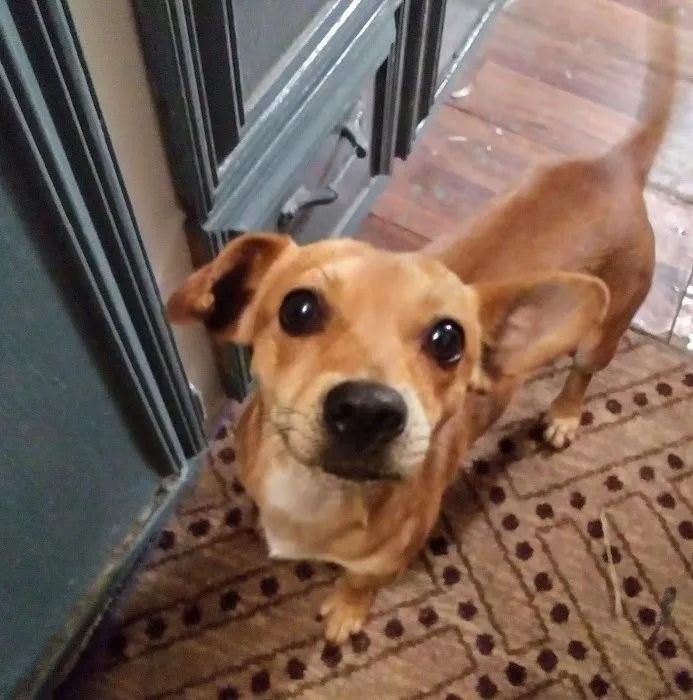PetPALS Picture 6