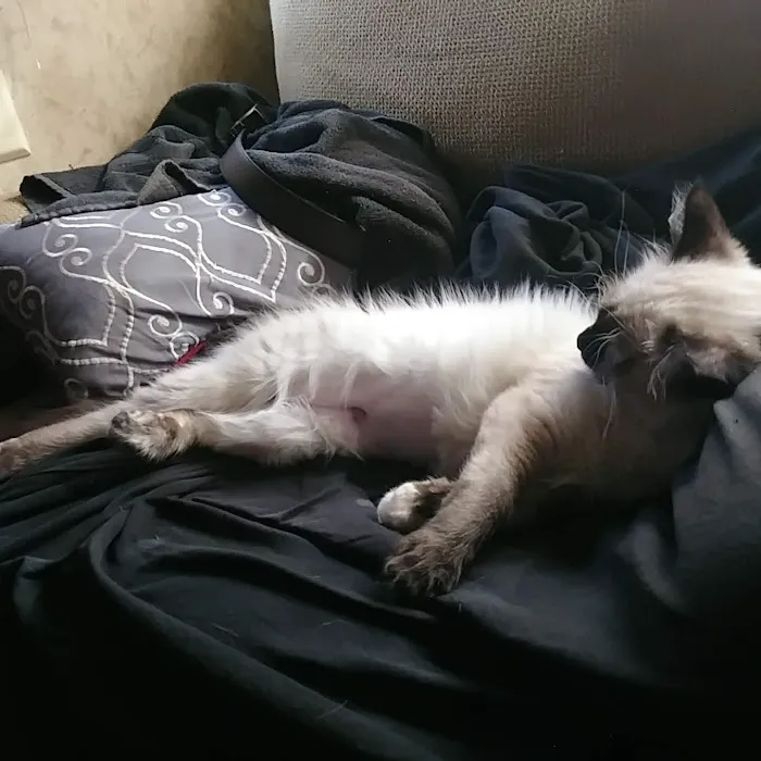 PetPALS Picture 2