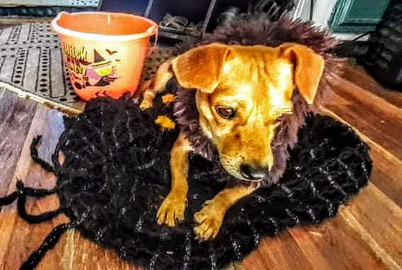 PetPALS Picture 4
