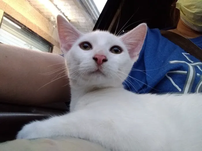 PetPALS Picture 5
