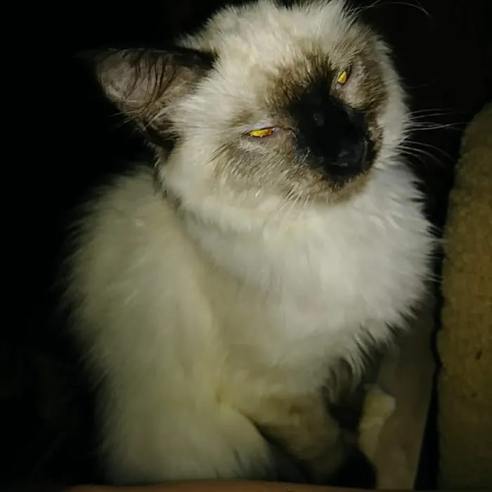 PetPALS Picture 1