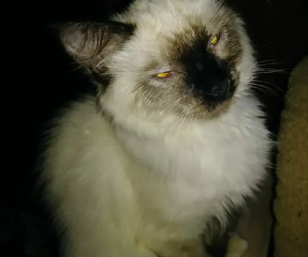PetPALS