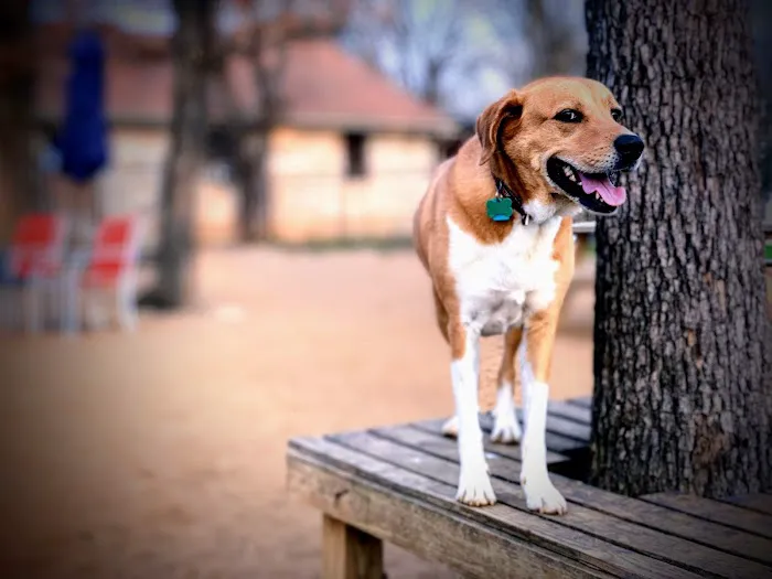 Great Oaks Animal Hospital Picture 6