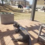 Great Oaks Animal Hospital