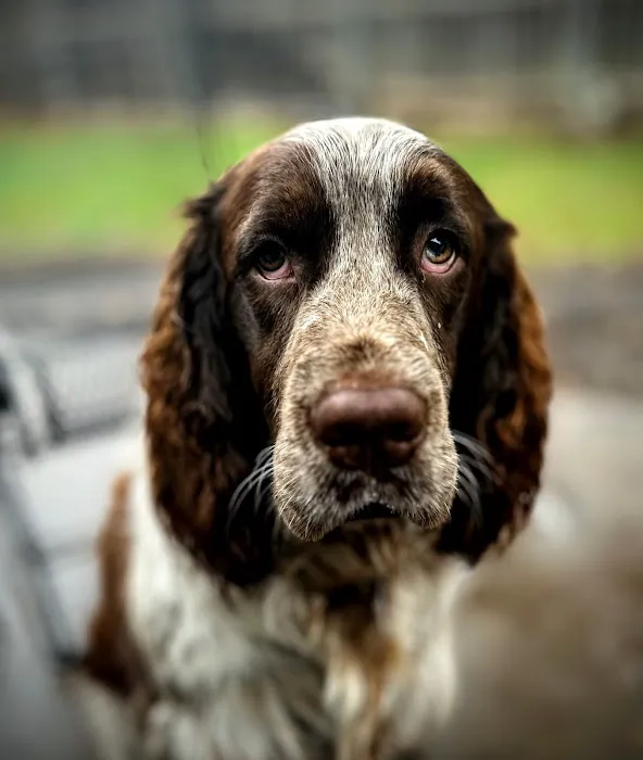 Great Oaks Animal Hospital Picture 2