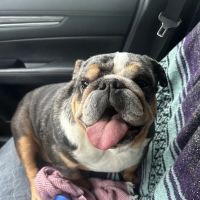 CityVet Veterinary Clinic & Urgent Care ico