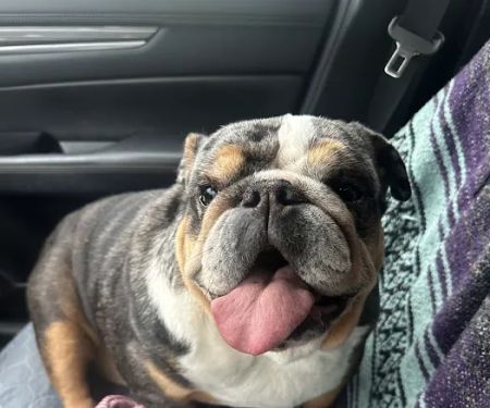 CityVet Veterinary Clinic & Urgent Care