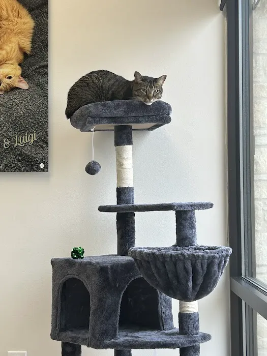 CityVet Veterinary Clinic & Urgent Care Picture 8