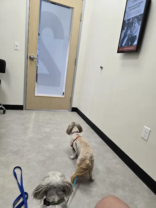 CityVet Veterinary Clinic & Urgent Care Picture 7