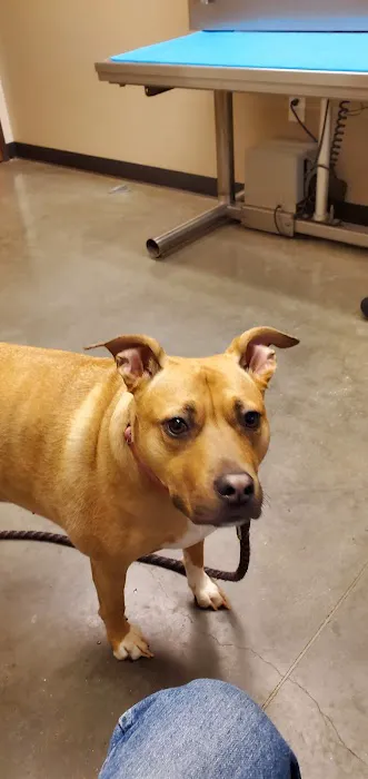 Round Rock Animal Hospital Picture 2