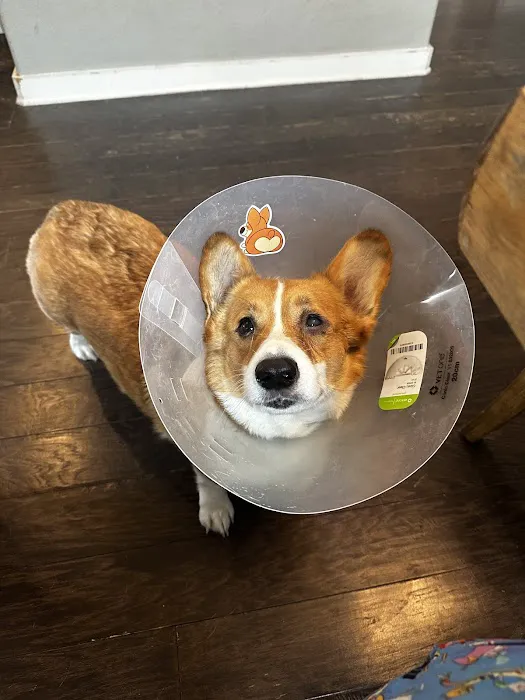 Round Rock Animal Hospital Picture 7