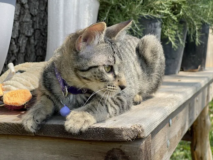 Central Texas Cat Hospital - MERGED W/ SAM BASS VETERINARY WELLNESS Picture 10
