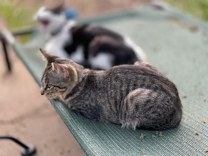 Central Texas Cat Hospital - MERGED W/ SAM BASS VETERINARY WELLNESS Picture 7