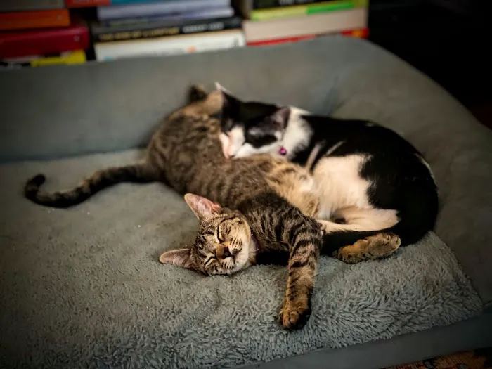 Central Texas Cat Hospital - MERGED W/ SAM BASS VETERINARY WELLNESS Picture 3
