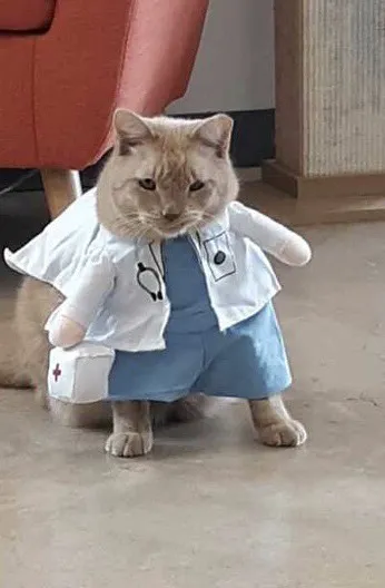 Central Texas Cat Hospital - MERGED W/ SAM BASS VETERINARY WELLNESS Picture 5