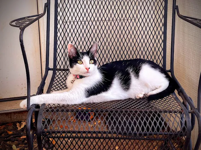 Central Texas Cat Hospital - MERGED W/ SAM BASS VETERINARY WELLNESS Picture 8