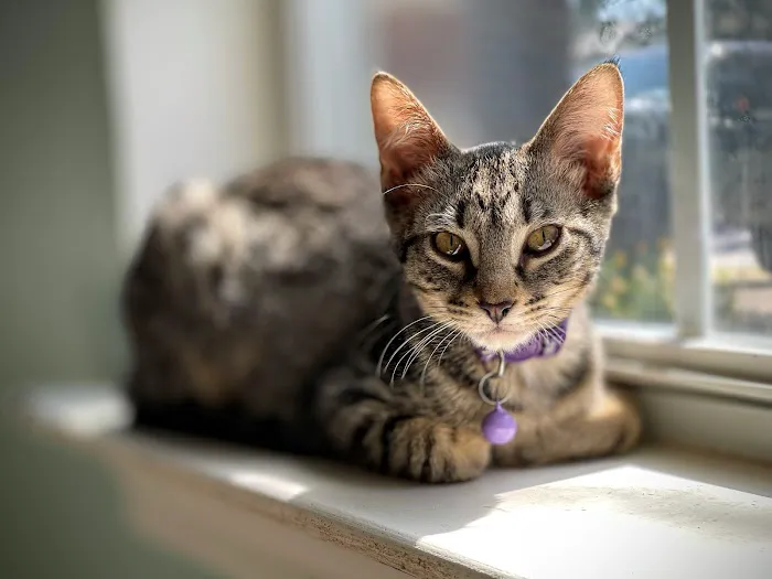 Central Texas Cat Hospital - MERGED W/ SAM BASS VETERINARY WELLNESS Picture 6