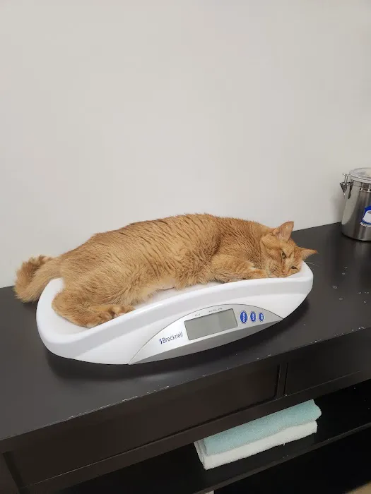 Central Texas Cat Hospital - MERGED W/ SAM BASS VETERINARY WELLNESS Picture 2