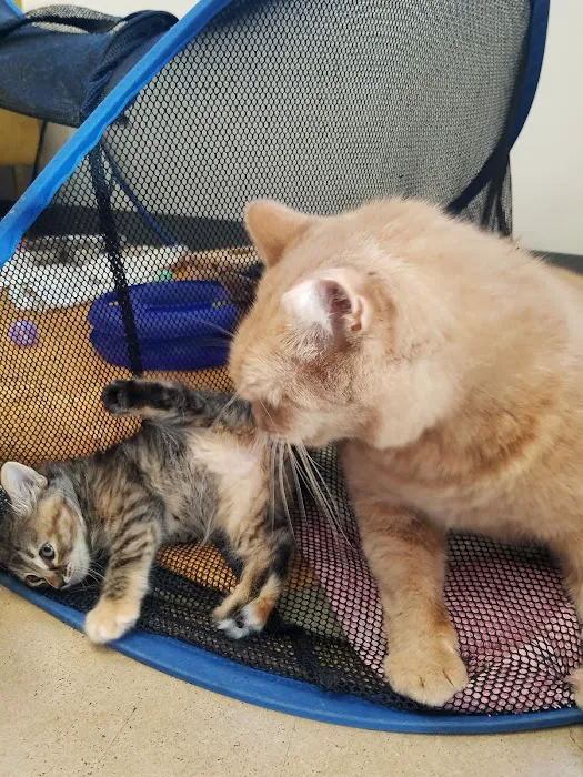 Central Texas Cat Hospital - MERGED W/ SAM BASS VETERINARY WELLNESS Picture 1