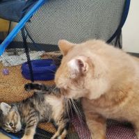 Central Texas Cat Hospital - MERGED W/ SAM BASS VETERINARY WELLNESS ico