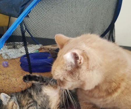 Central Texas Cat Hospital - MERGED W/ SAM BASS VETERINARY WELLNESS