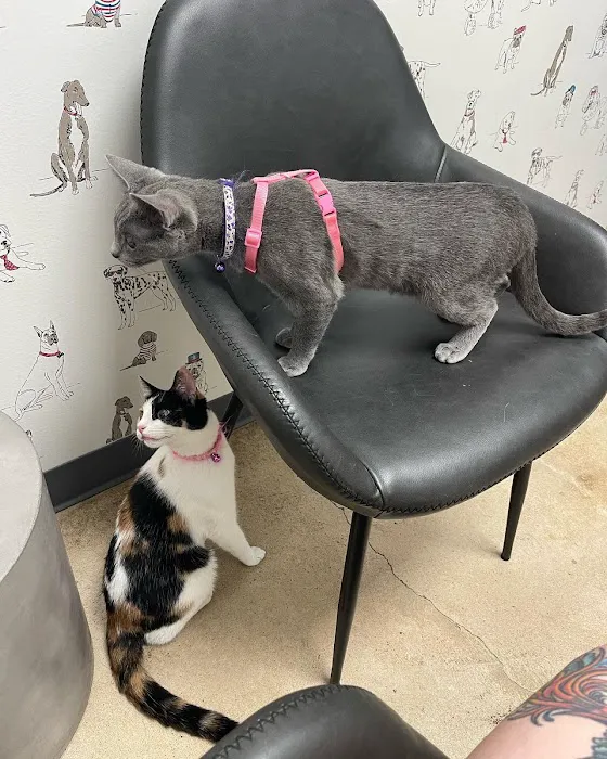 Sam Bass Veterinary Wellness Picture 5