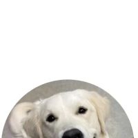 Animal Dermatology Clinic ico