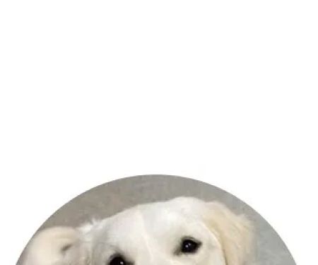 Animal Dermatology Clinic