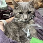 Central Texas Veterinary Speciality and Emergency Hospital- Round Rock