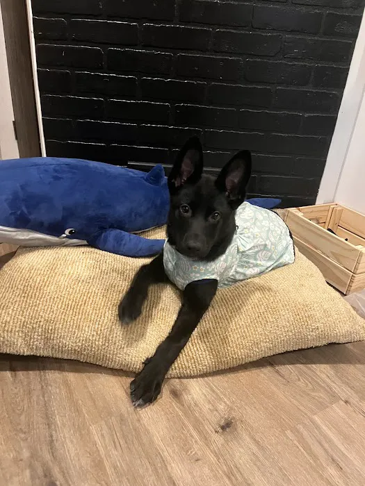 Springtown Veterinary Hospital Picture 10