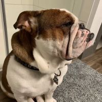 Highland Pointe Animal Hospital ico
