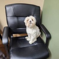 Animal Health Centre ico