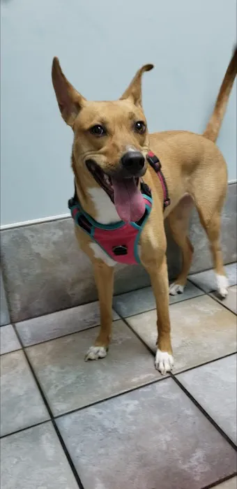 The Colony Animal Clinic Picture 7