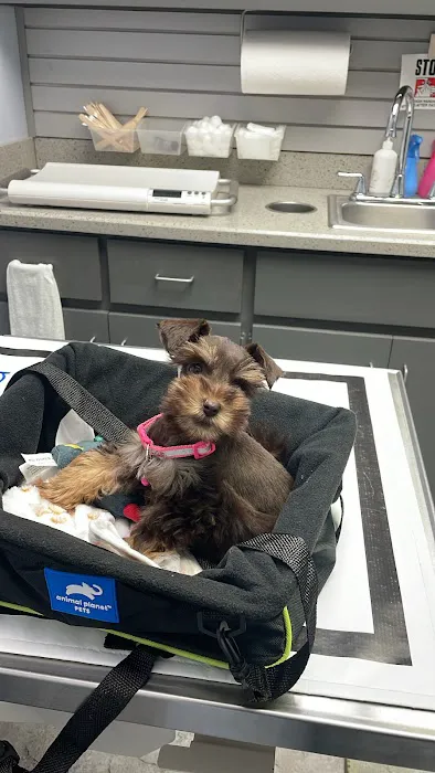 The Colony Animal Clinic Picture 10