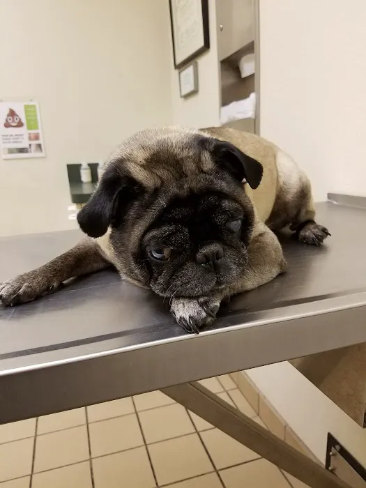 North Colony Animal Clinic Picture 8