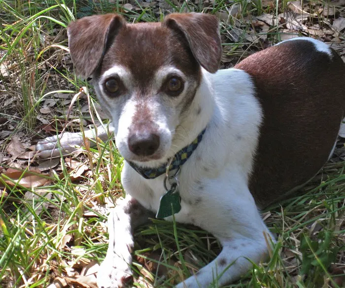 North Colony Animal Clinic Picture 7