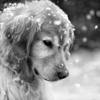 North Colony Animal Clinic ico