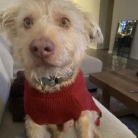 Arbor Hills Veterinary Centre ico