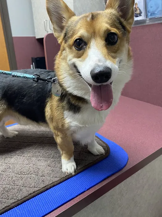 Arbor Hills Veterinary Centre Picture 2