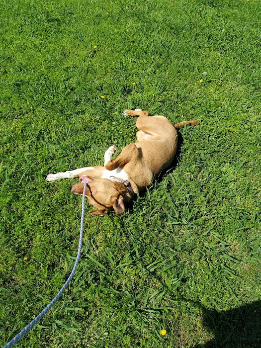 Mazie's Mission Picture 3
