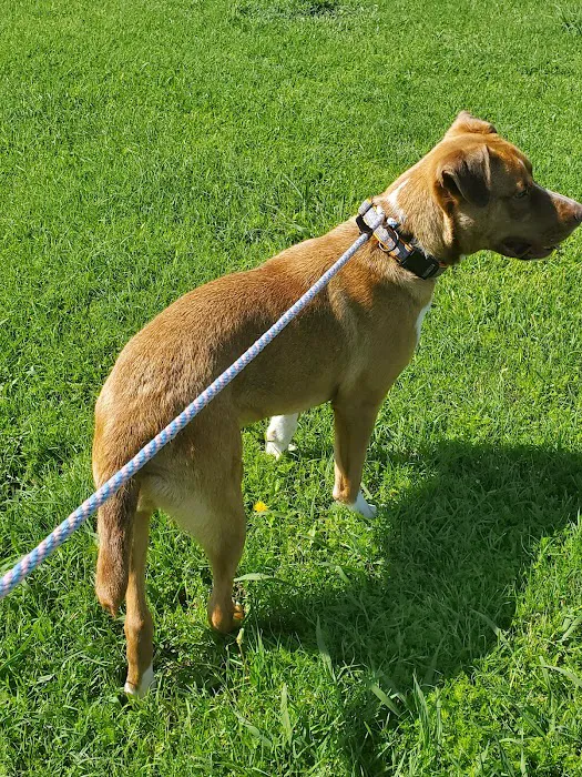 Mazie's Mission Picture 2