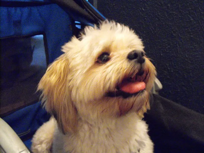 Banfield Pet Hospital Picture 9