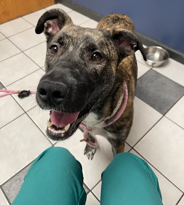 VCA Preston Park Animal Hospital Picture 10