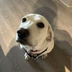 Vetsavers Pet Hospital