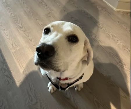 Vetsavers Pet Hospital