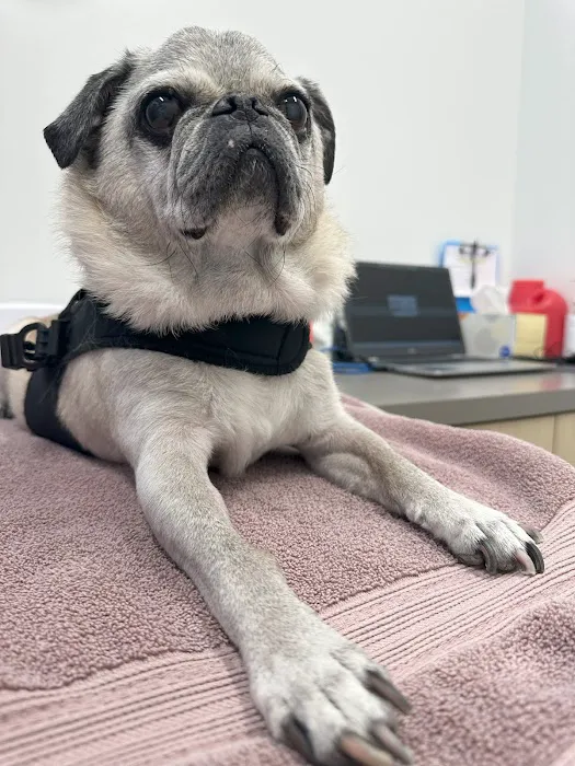 Vetsavers Pet Hospital Picture 6